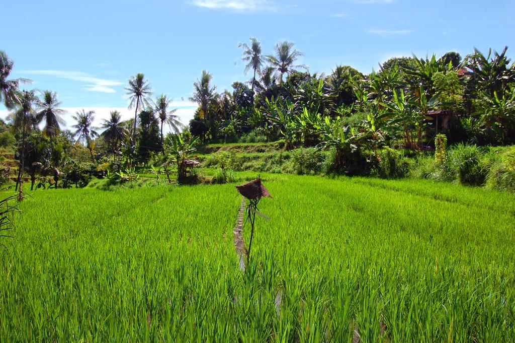 Indo Rumah Zengarden Buleleng  Екстер'єр фото